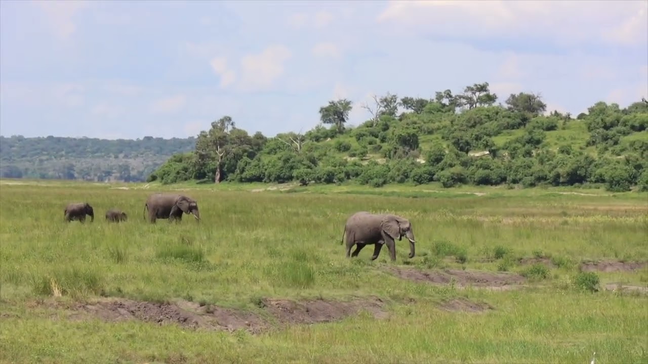 Botswana Day Trip Safari - Chobe National Park