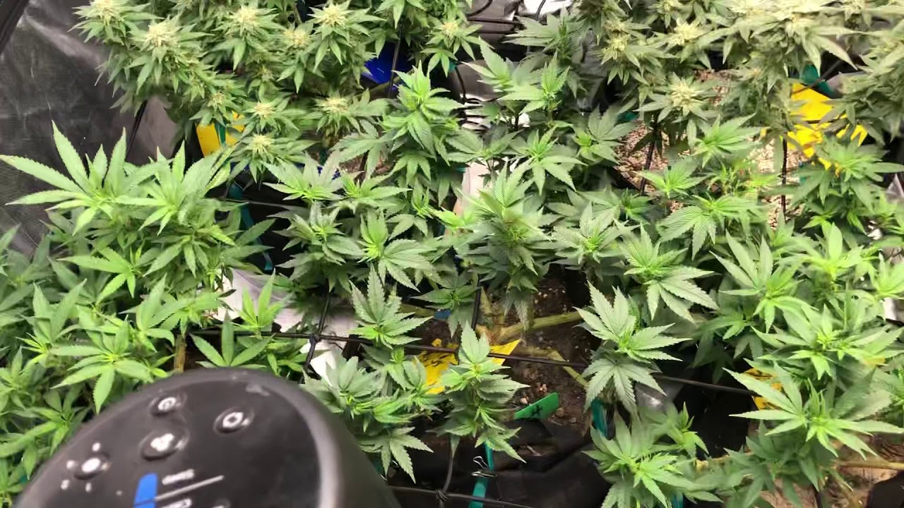 24k and Purple Gorilla plus unknowns grow crazy