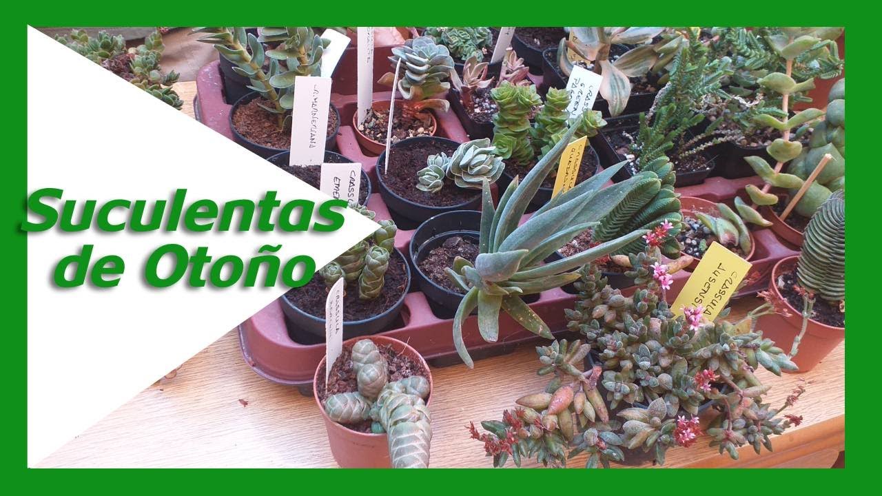 💚 Mi Colección de Crassulas (Con sus Nombres) | Caktuky