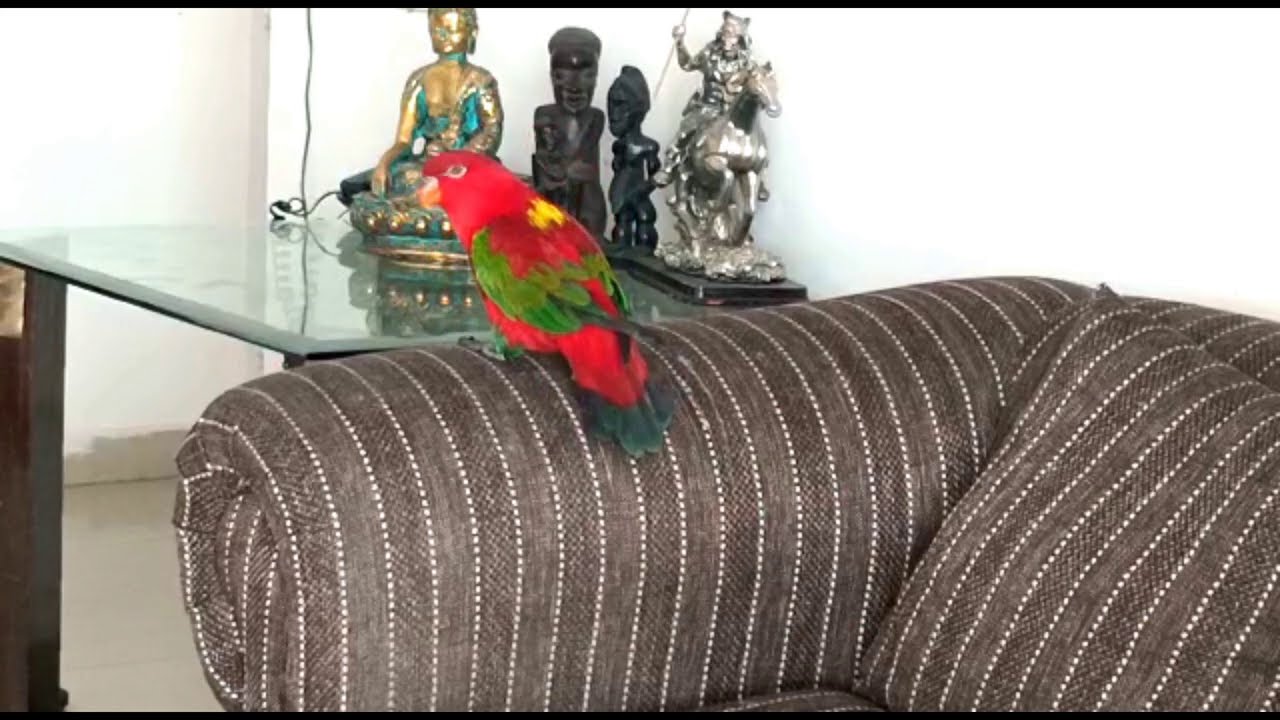 🦜Velvi Returns!!!! 🤣😜🙈 fight for Mummy continues.🤗❤️