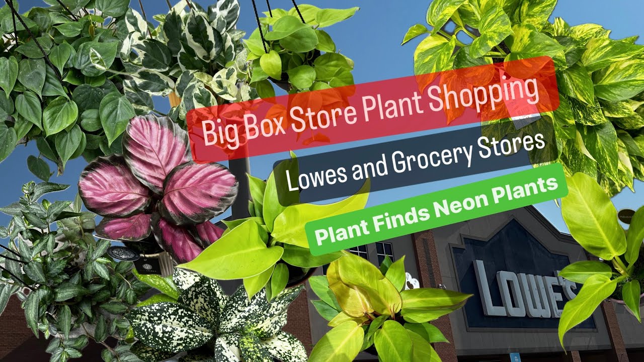 Big Box Store Plant Shopping at Lowe's Summer Houseplant Finds Grocery Store Philodendron Plants