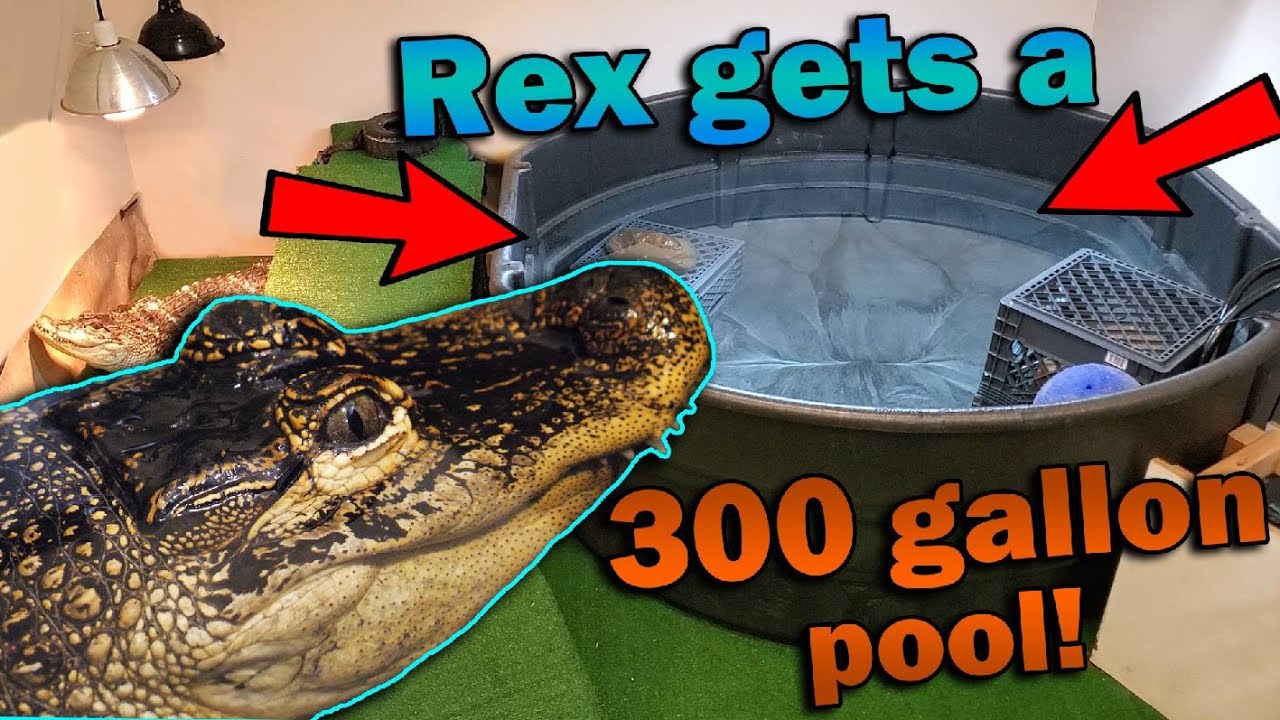 Giving our Alligator a Room Makeover!