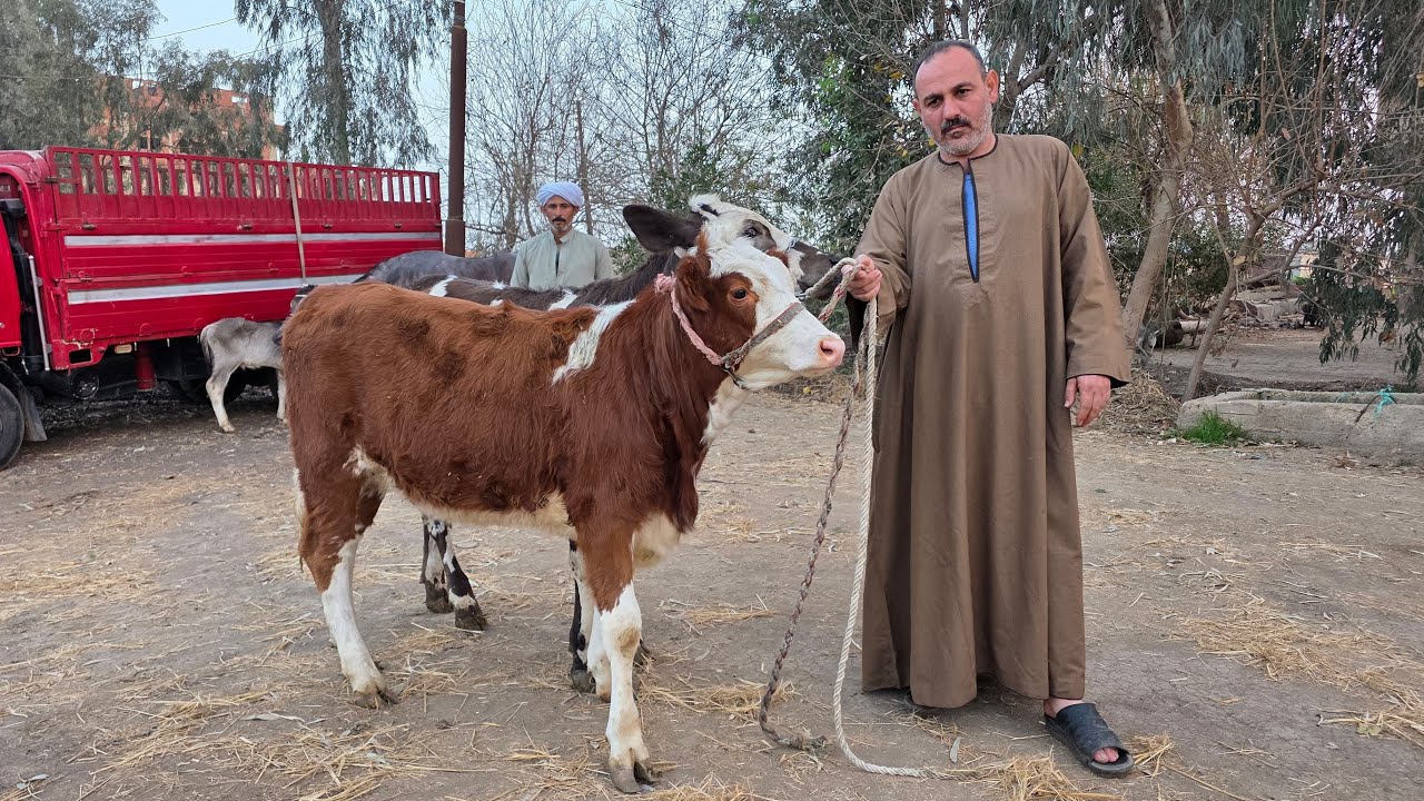 العالم كله يحضر هنا فورا عشان العرض مش عادي  اسعار ببلاش ممنوعات سلالات عالمية علي ارض مصرية