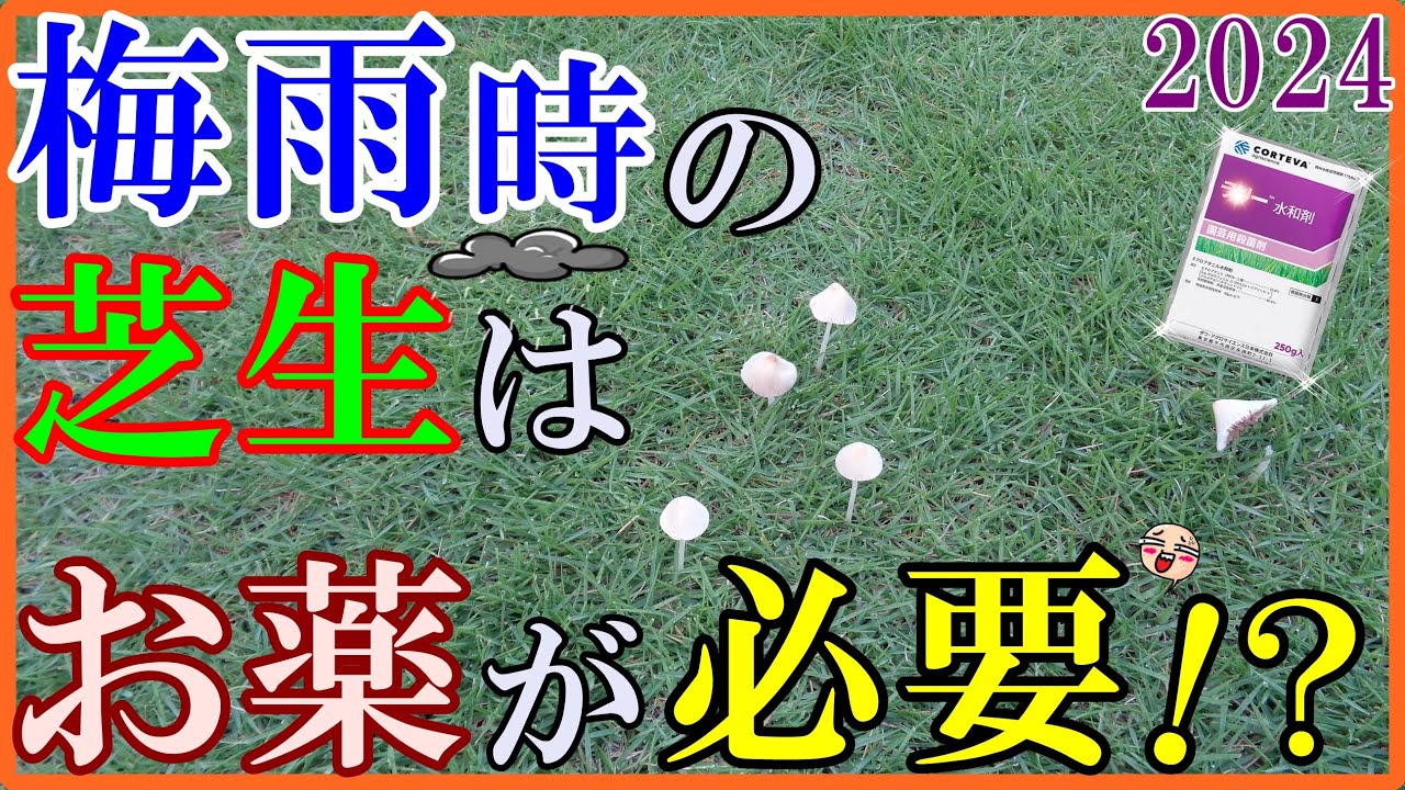 【芝生の病気】殺菌剤を撒いて梅雨を乗りきる！！今日もオッサンひとり作業😢 [2024#10]