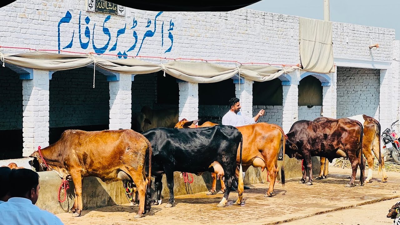 3 سجری سوئی 2 تیار ویڑیاں برائے فروخت 6 مارچ 2026 ساروکی گجرات[8498176-0318]