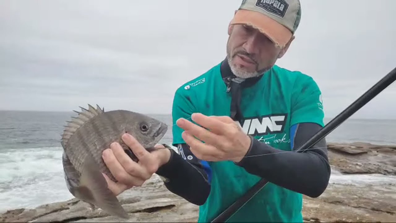 pescando sargos en directo!!