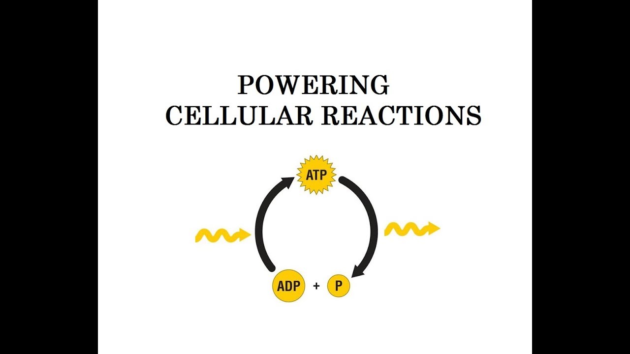 Powering Biochemical Endergonic Reactions (Cellular Energetics #1)