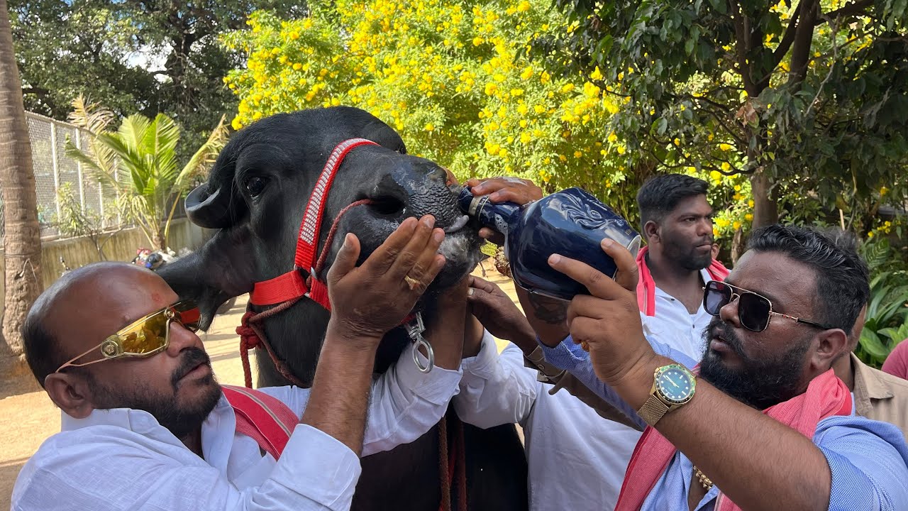 Madhu Yadav Bull Getting Ready For Khairathabad Sadar 2025 | Madhu Yadav Guman Kaali Bull