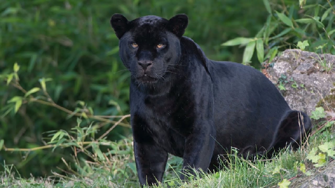 A fekete párduc ügyről - Tóth Tibor tulajdonos, Magán Zoo, Felsőlajos