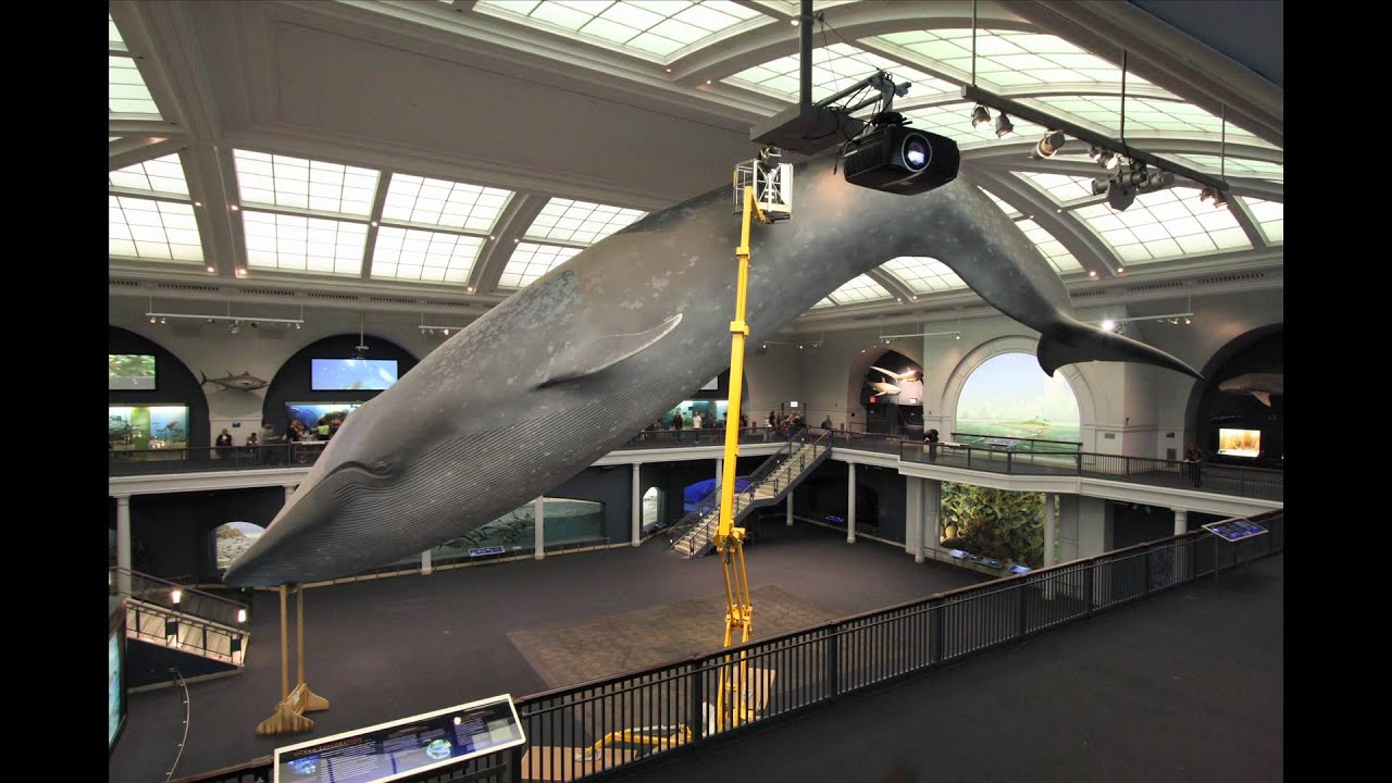 Blue Whale Cleaning Time-Lapse
