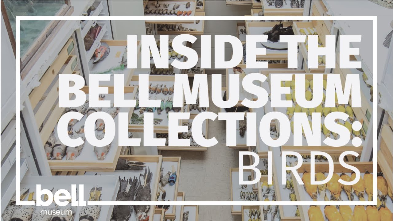 Inside the Bell Museum Collections: Birds