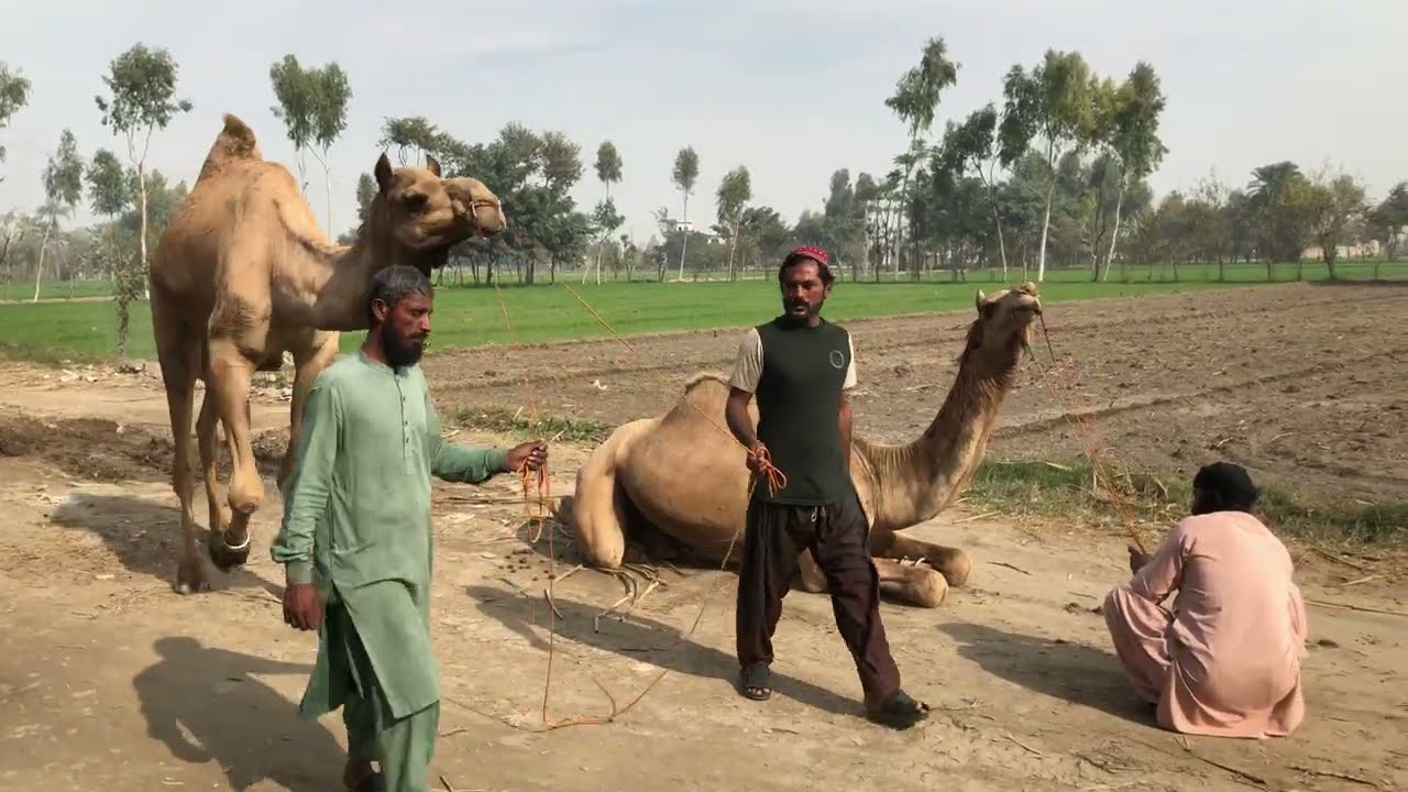 Beautiful camel breeding time😧😧 | الإبل يجتمع وقت القفز بالهجوم