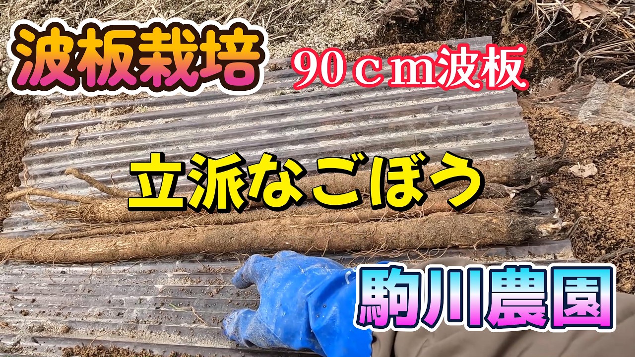 波板栽培　ごぼう収穫　駒川農園　26.2.18