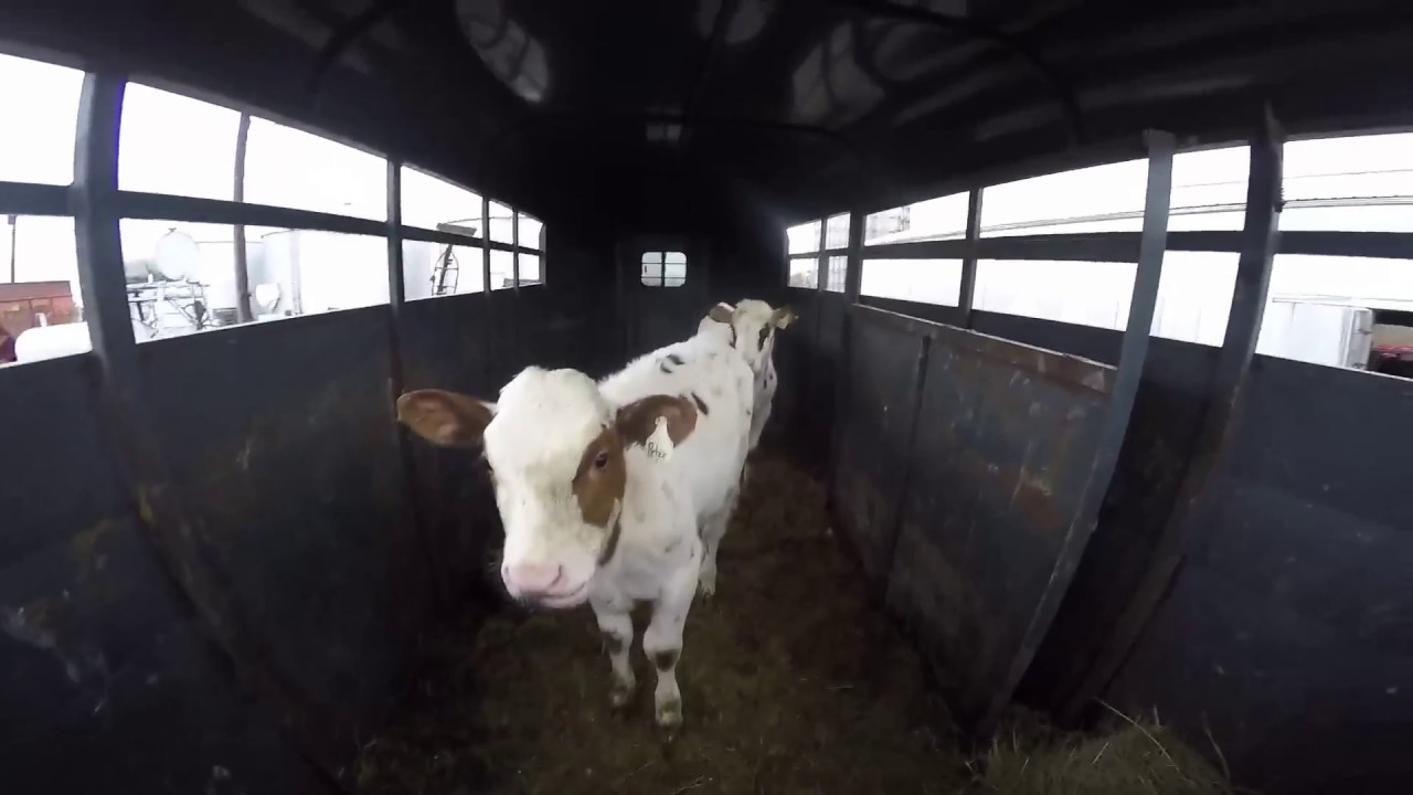 TC30 Cold Start and New Calves