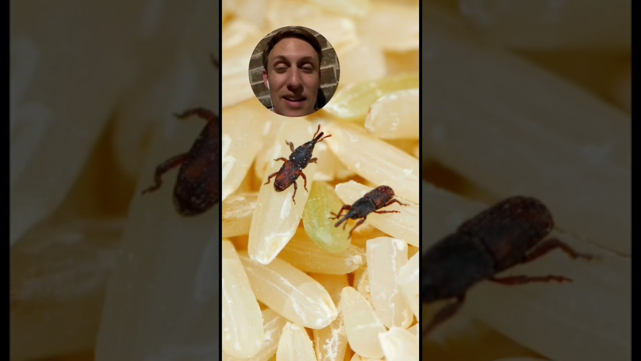 What makes weevils so cool? #weevils #beetles #entomology #bugs