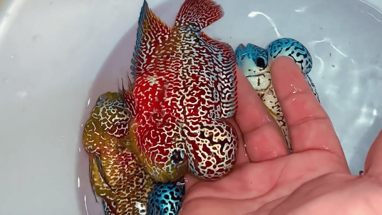 Buying All Beautiful F2 Kamfa Flowerhorn Fish In The Fish Market