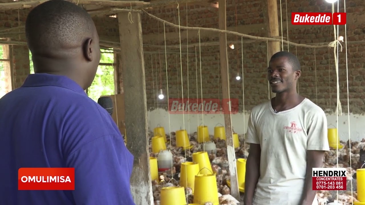 Omulimisa; Yiga okutegeka buluuda y'obukoko y'obukoko