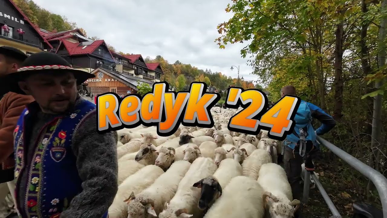 Redyk, Szczawnica 12 paź. 2024 - mnóstwo owiec i jeszcze więcej baranów 🐑