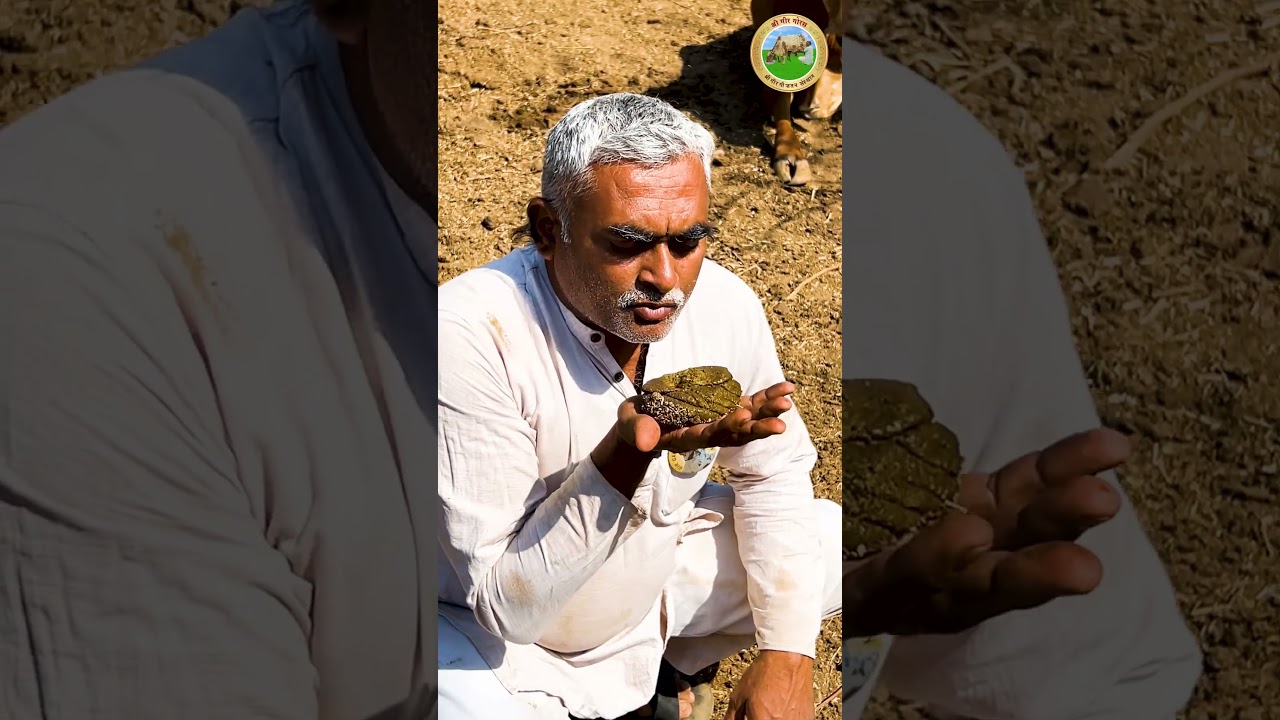 गाय का गोबर बोले उसका हाल! 🐄💩| Gir Gau Jatan | 