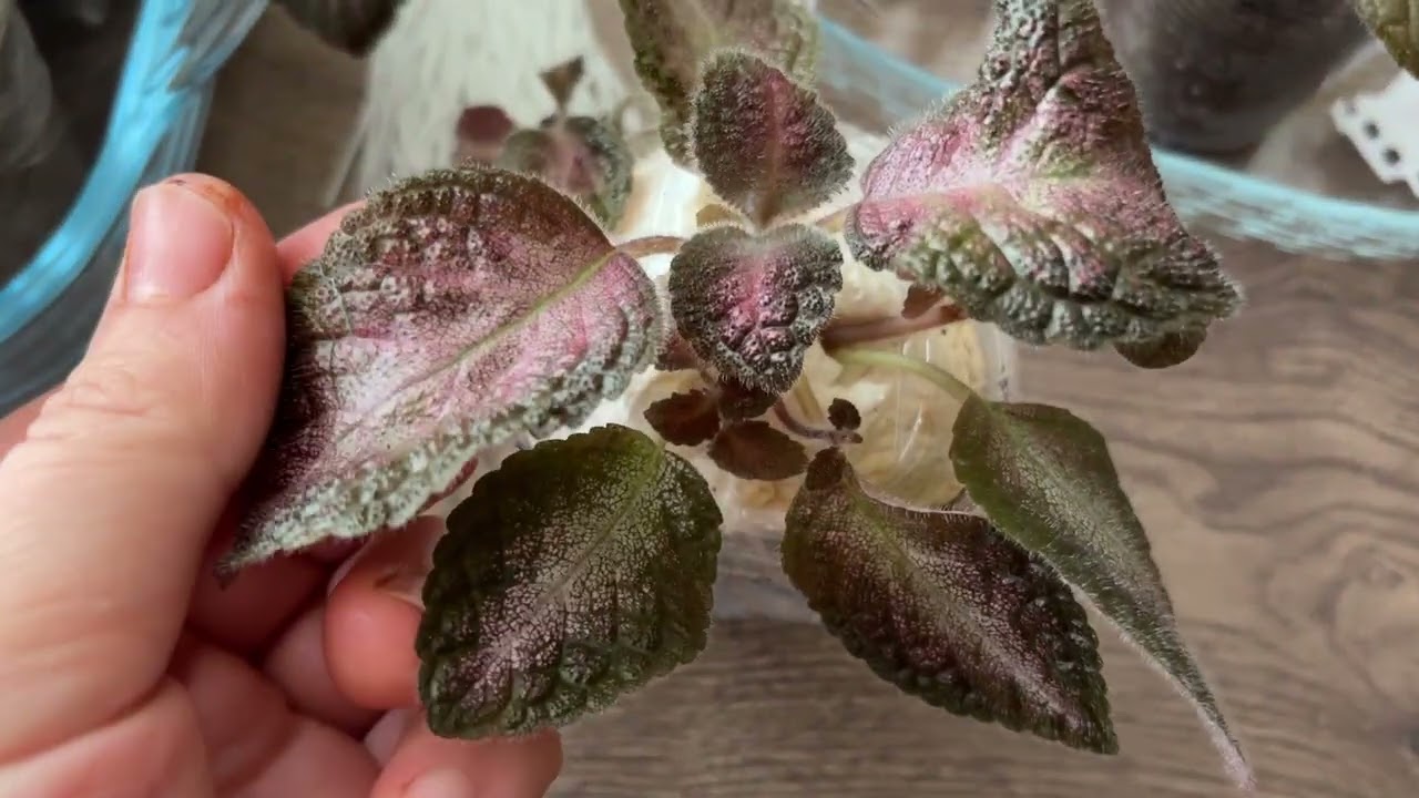Bugünde çiçeklerime bakım yaptım Episcia çiçeğim çiçek açtı 