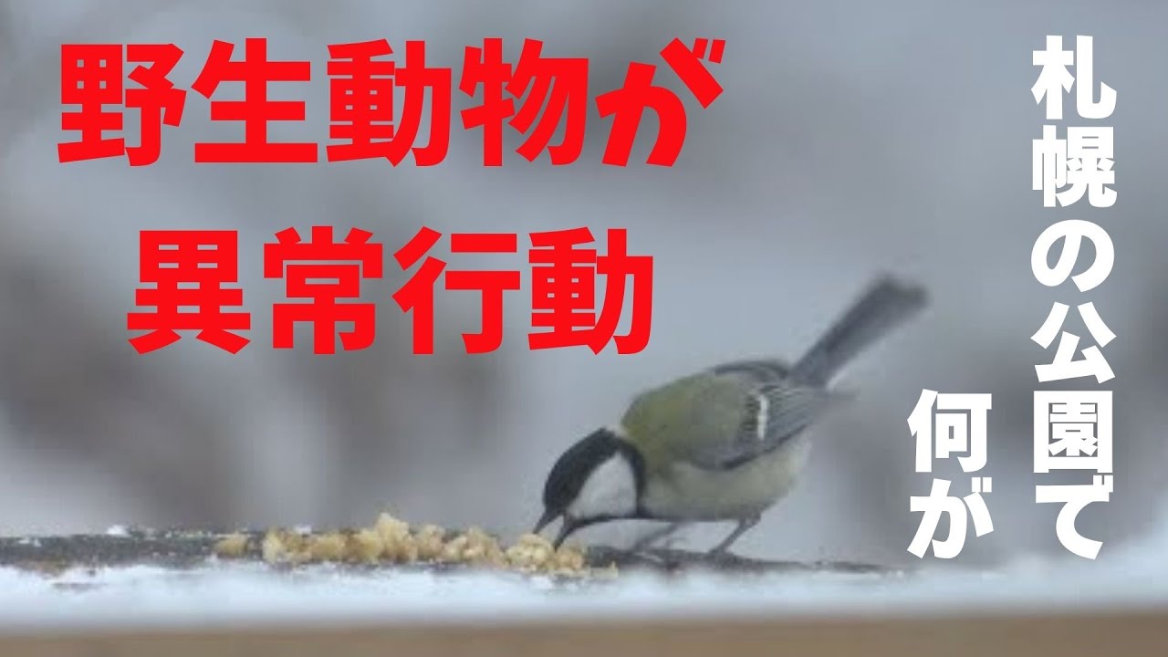 札幌の公園で野生動物が異常行動…原因は大量のエサやりか　年間約１３０キロ　北大が調査【HTB北海道ニュース】