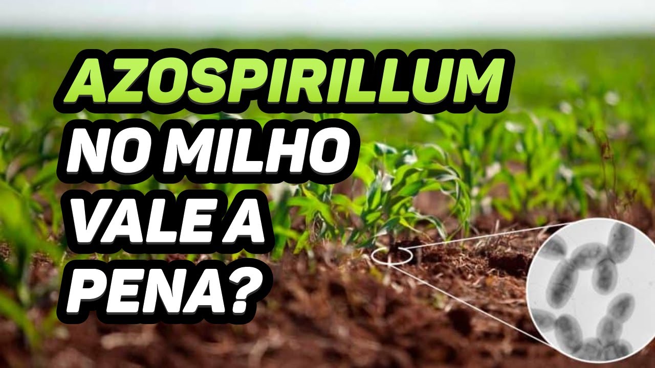 AZOSPIRILLUM NO MILHO VALE A PENA?