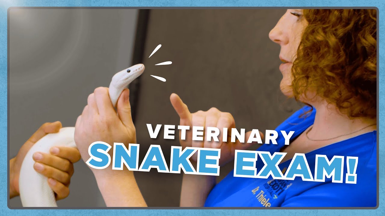 Physical Exam on a Snake: A Step-by-Step Guide