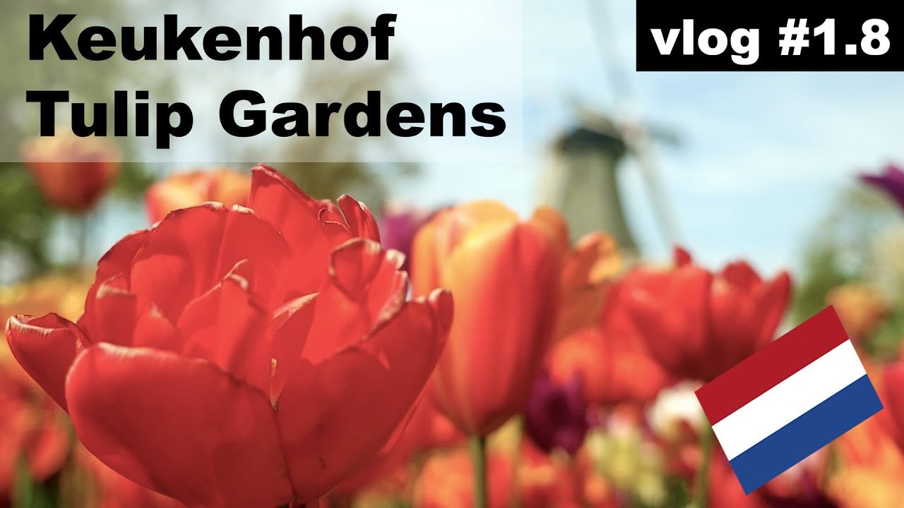 Keukenhof Gardens 2020 visit tips for your visit #vlog 1.8 (flower garden Netherlands)