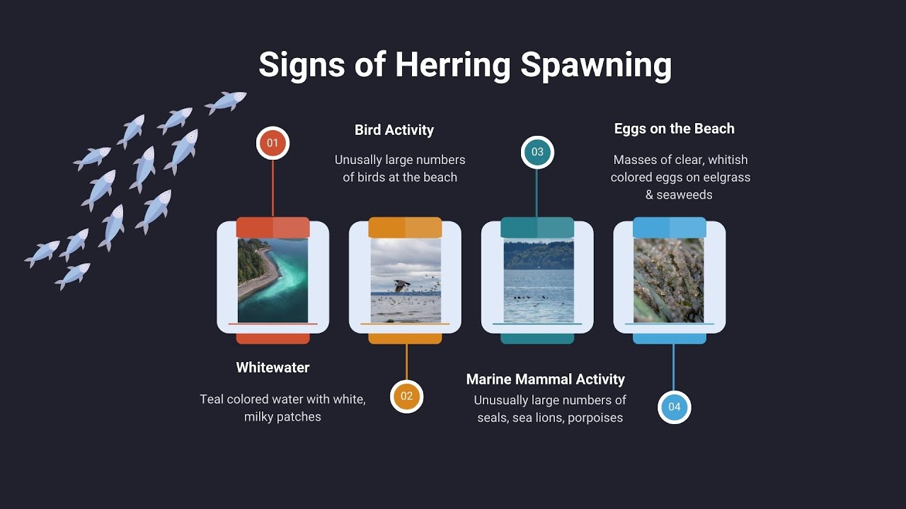 Intertidal Wilderness Episode 12: Pacific Herring!
