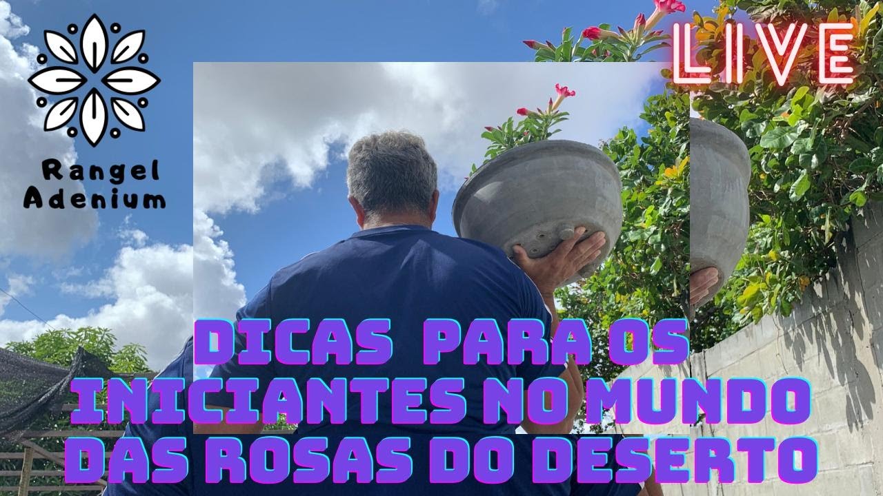 Dicas Para os Iniciantes no mundo das Rosas do deserto #45