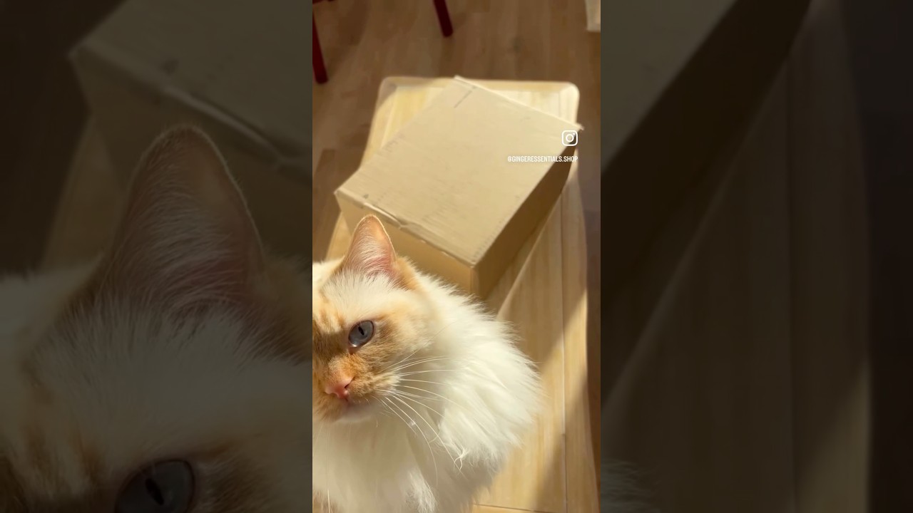 Unboxing Custom Organic Fashion &mdash; With a Curious Cat 🐱 | Sustainable Style in Every Stitch