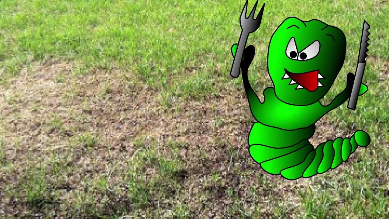 Un gazon abimé peut être le signe de tipules dans le sol...