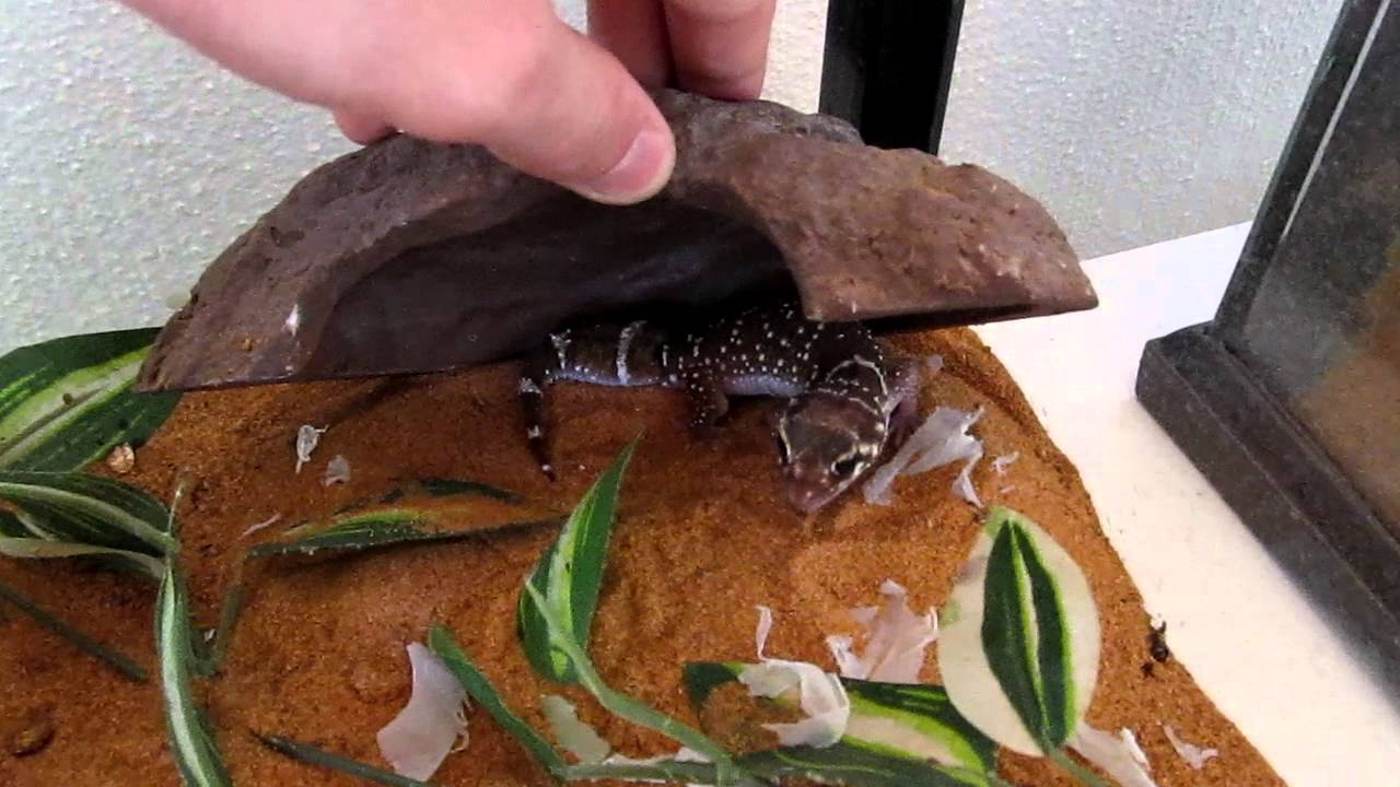Thick-Tailed Gecko Care