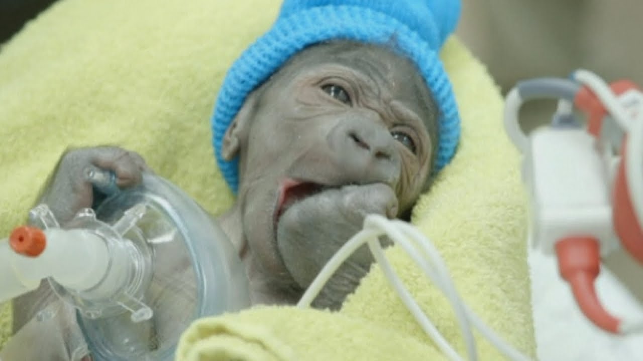 Baby gorilla born by emergency C-section in San Diego Zoo