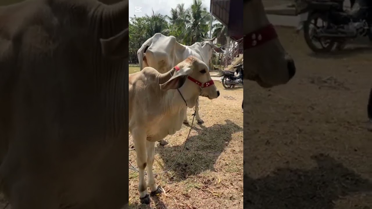 មានលក់កូរខ្មែរខេមចិញ្ចឹមល្អៗគ្រប់ប្រភេទ