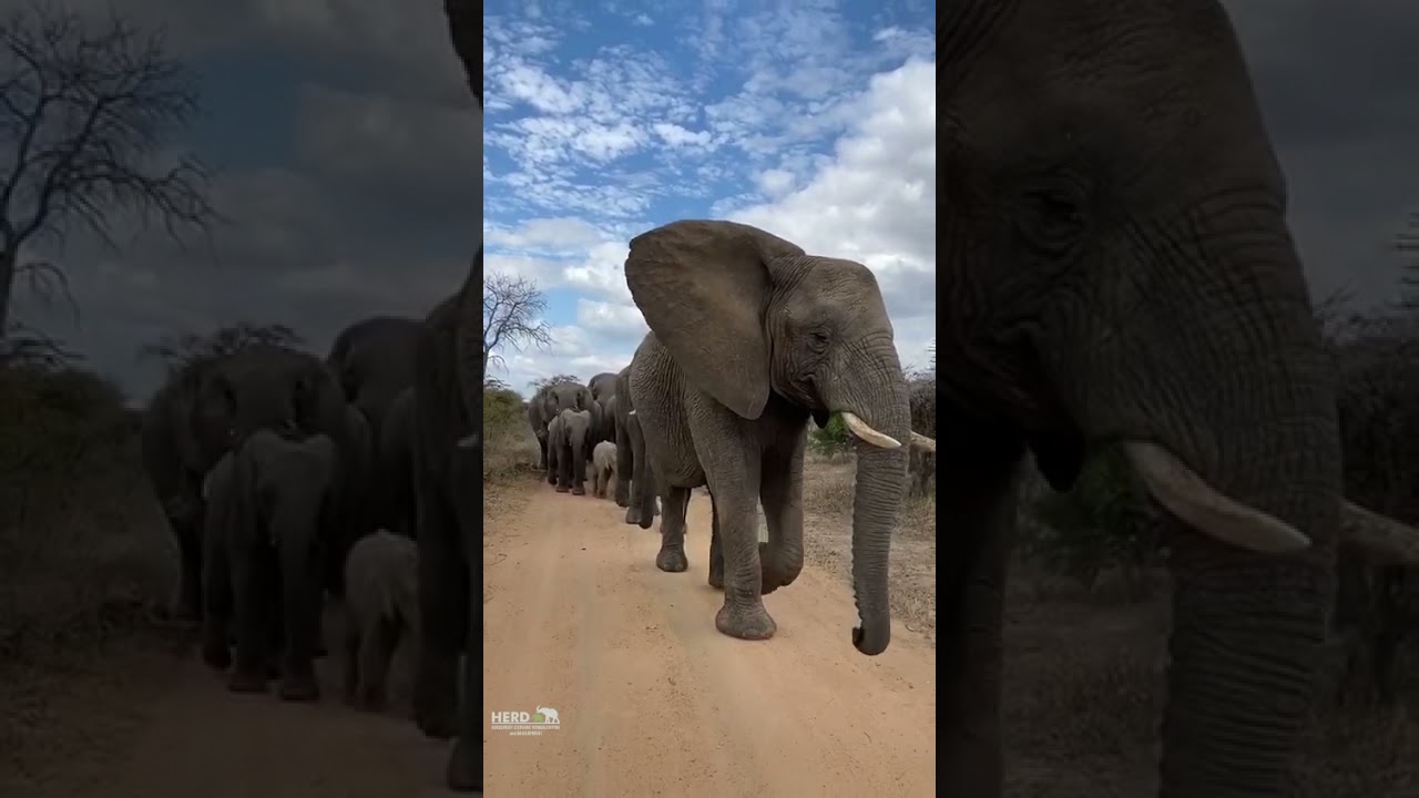 Setombe, Large & in Charge 💖🐘💖 ~ leading the elephant herd