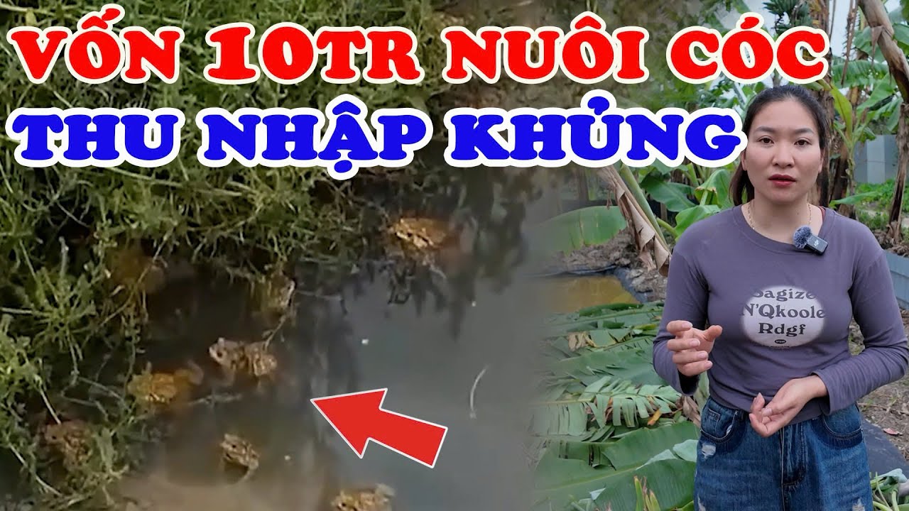 Vốn từ 10tr Nuôi cóc thái lan Thu về 100tr/tháng