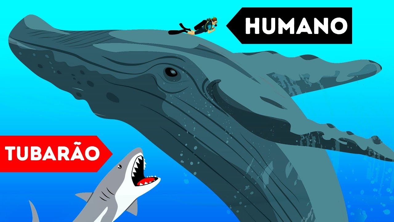 9 Animais Selvagens Que Salvaram Seres Humanos