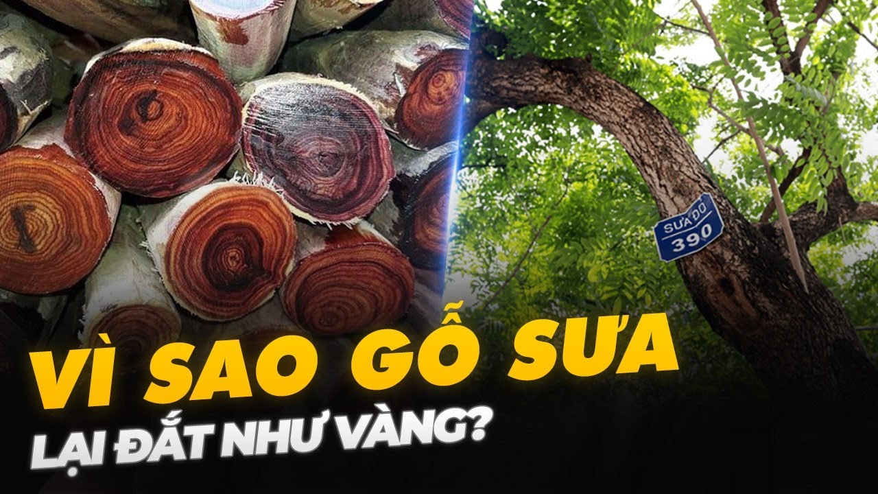 VÌ SAO GỖ SƯA LẠI ĐẮT NHƯ VÀNG?