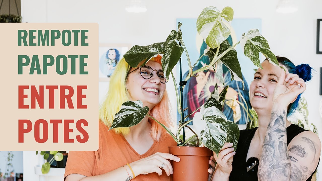 🪴 Rempotage en Pon, Tuteur en Sphaigne 🌱 Rempote-Papote-Entre-Potes Monstera Albo Variegata 👩‍🌾