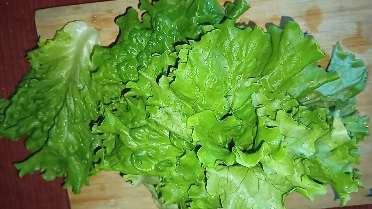 &ldquo;Lactuca sativa | Lettuce Explained in 30 Seconds&rdquo;