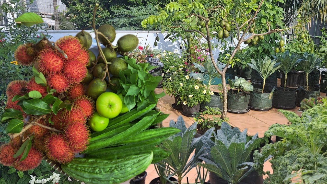 Berkebun di rumah untuk ketahanan pangan, panen buah dan sayur organik di halaman rumah 