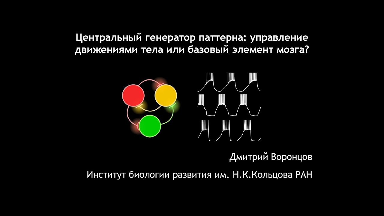 Д.Д.Воронцов. Центральный генератор паттернов: управление движениями тела или базовый элемент мозга?