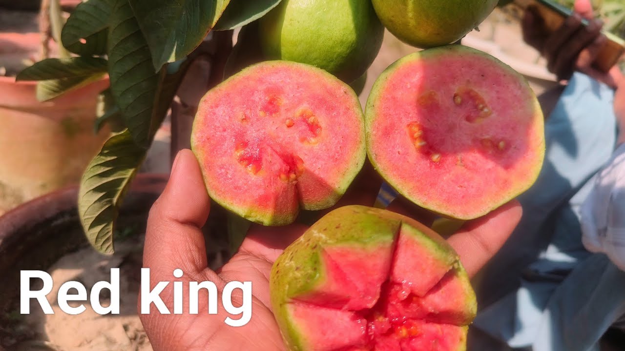 Red king guava 🔥🔥 test review,tss review, brix review,best guava variety #fruit #farming #gardening 