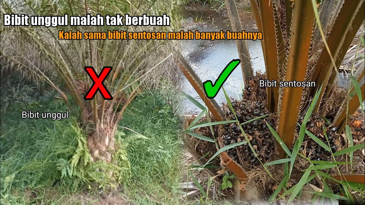 Heran sama bibit unggul kalah sama bibit sentosan yang tidak terawat malah berbuah lebat