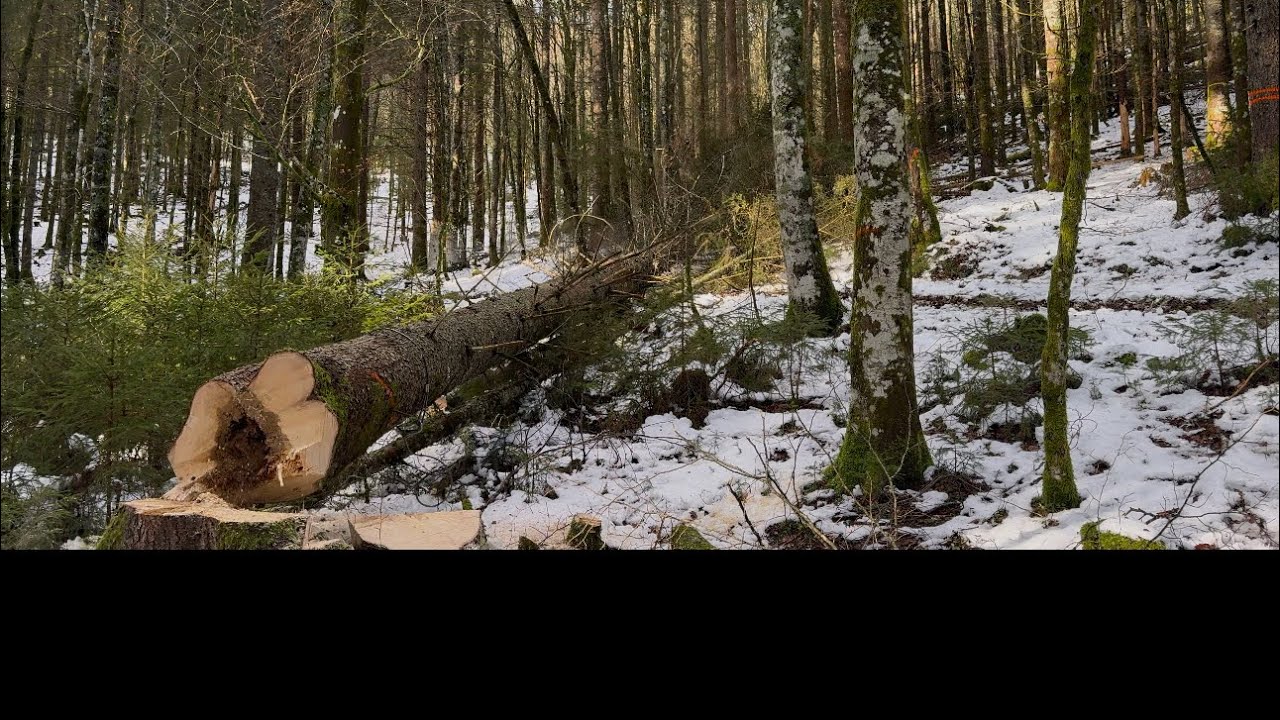 Baum mit einem Loch in der Mitte, gefällt mit Stihl MS 462 c😱😱😱