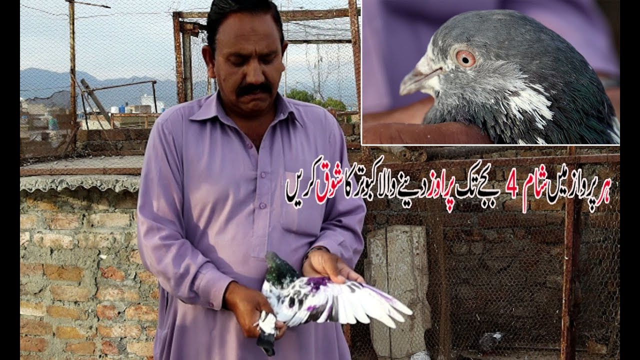 Parwazi Kabootar !! Highfly Pigeons !! King Kabootar Ch Nawaz Dhoke Kala Khan Rawalpindi