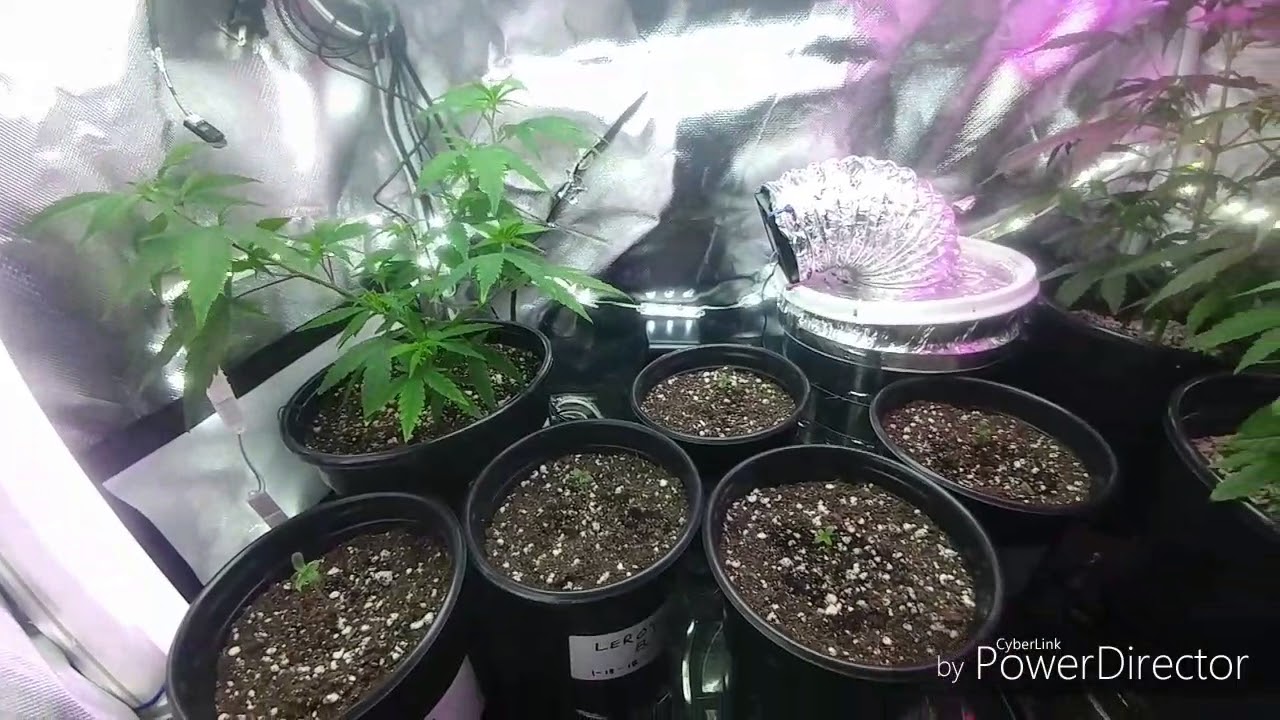 How To Grow With Gro Koski:S1 Episode #1