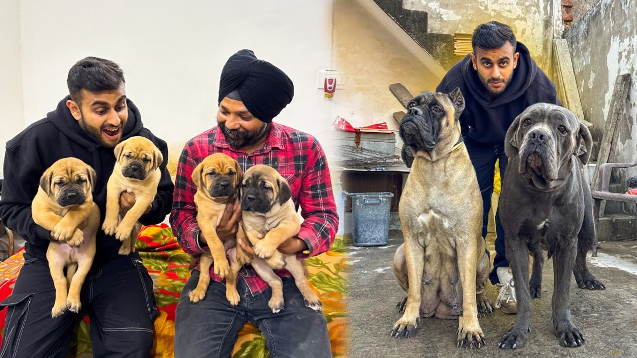 IMPORT Cane Corso & Puppies in Ambala Haryana 😱➡️