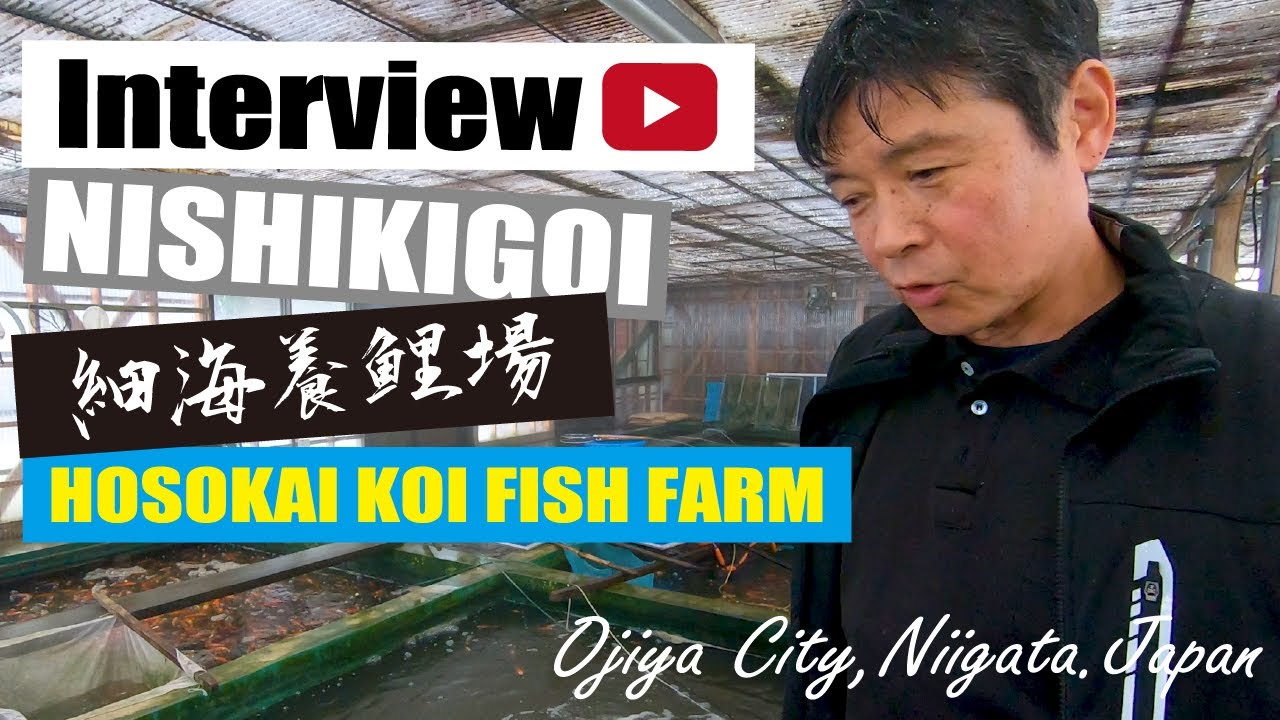 Show me the Nishikigoi.HOSOKAI KOI FISH FARM